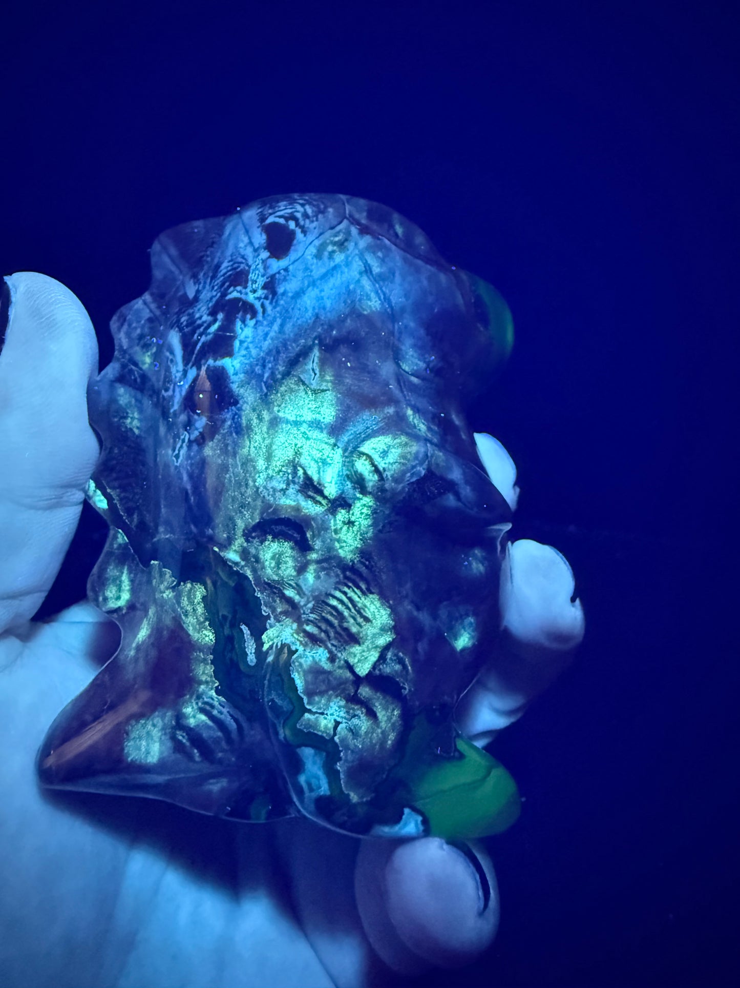Volcano Agate T-Rex Dino