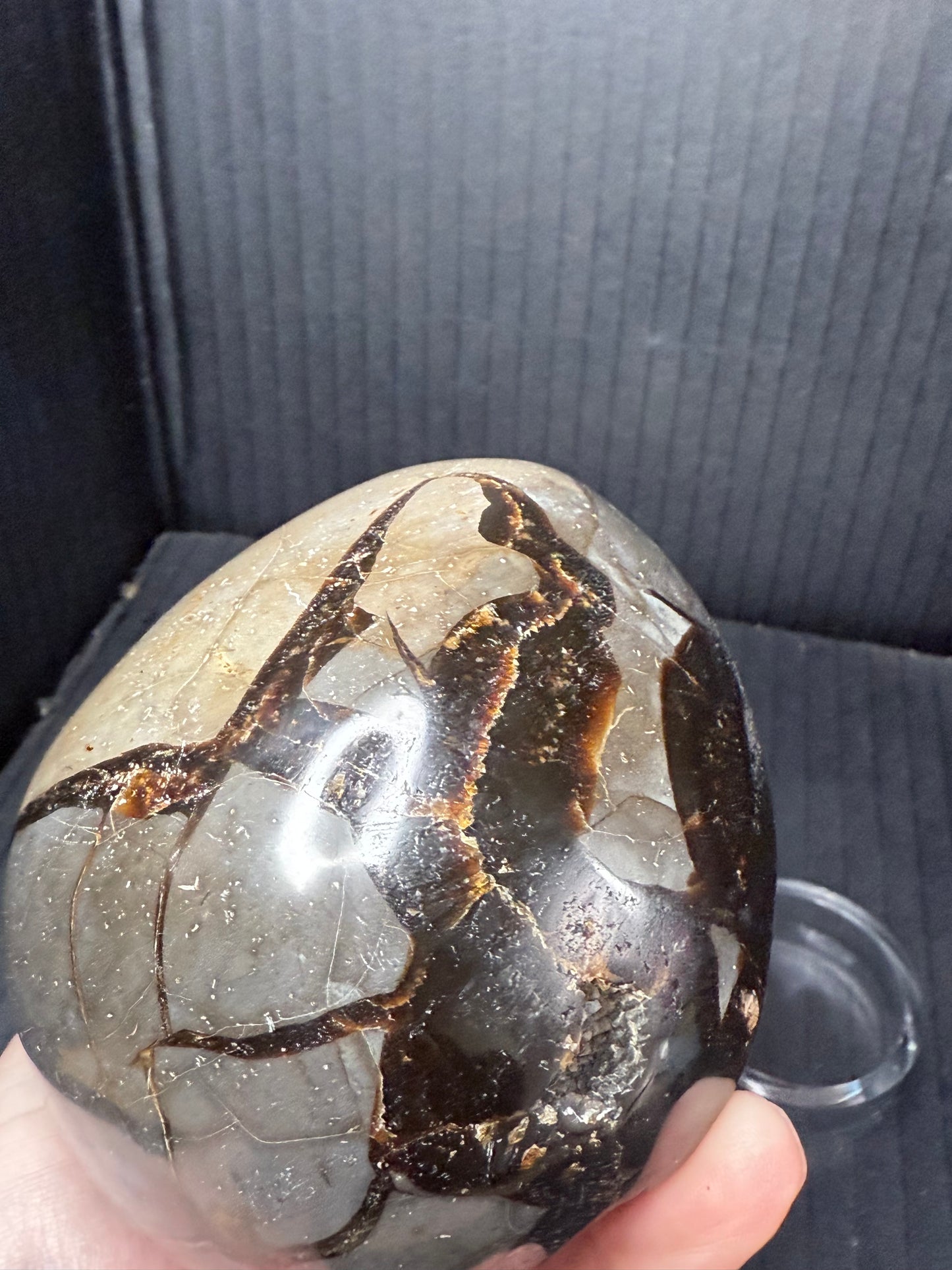 Septarian/dino Egg