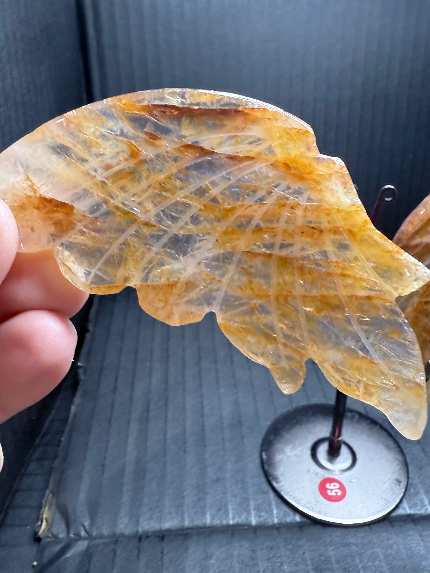 Golden Healer Butterfly