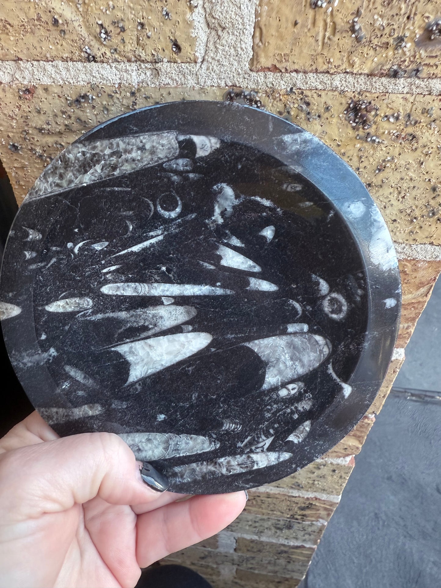 Orthoceras Fossil Plate 16cm