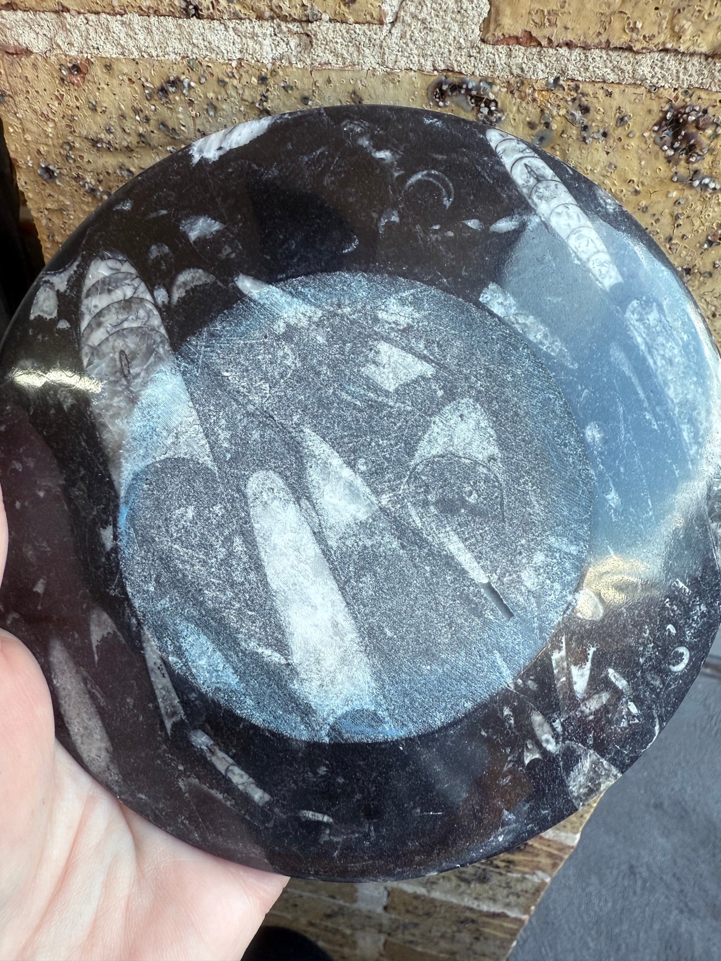 Orthoceras Fossil Plate 16cm
