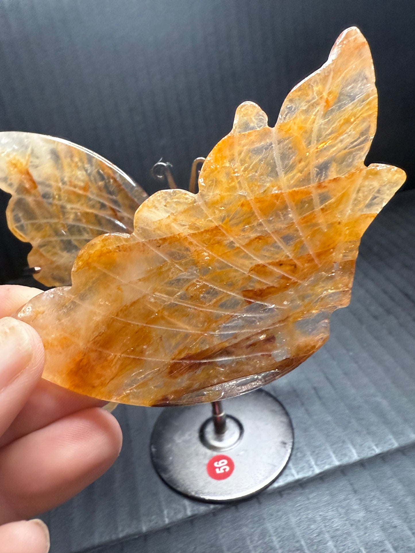 Golden Healer Butterfly