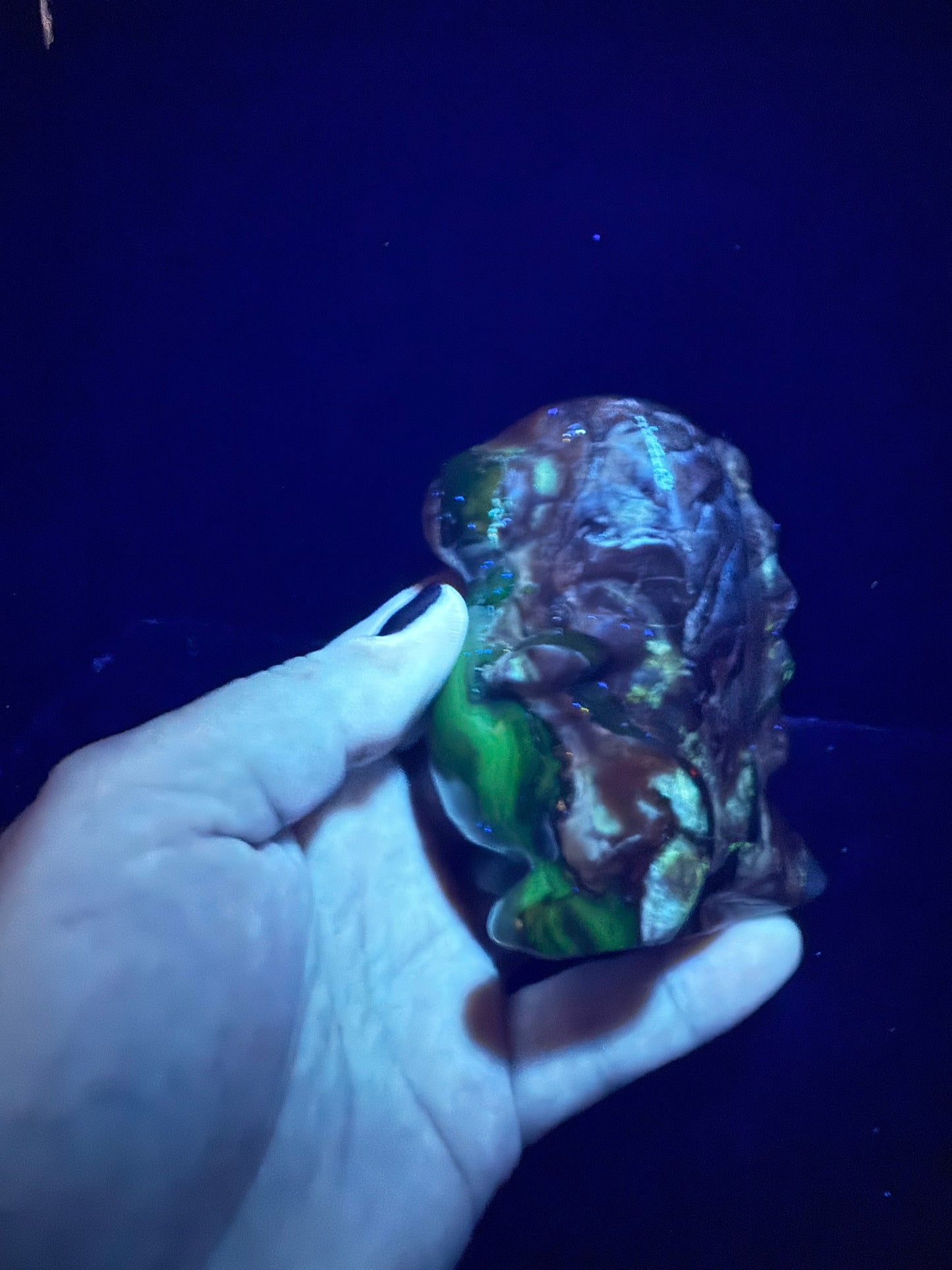 Volcano Agate T-Rex Dino