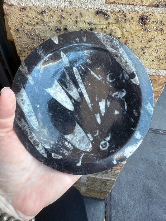 Orthoceras Fossil Plate 16cm