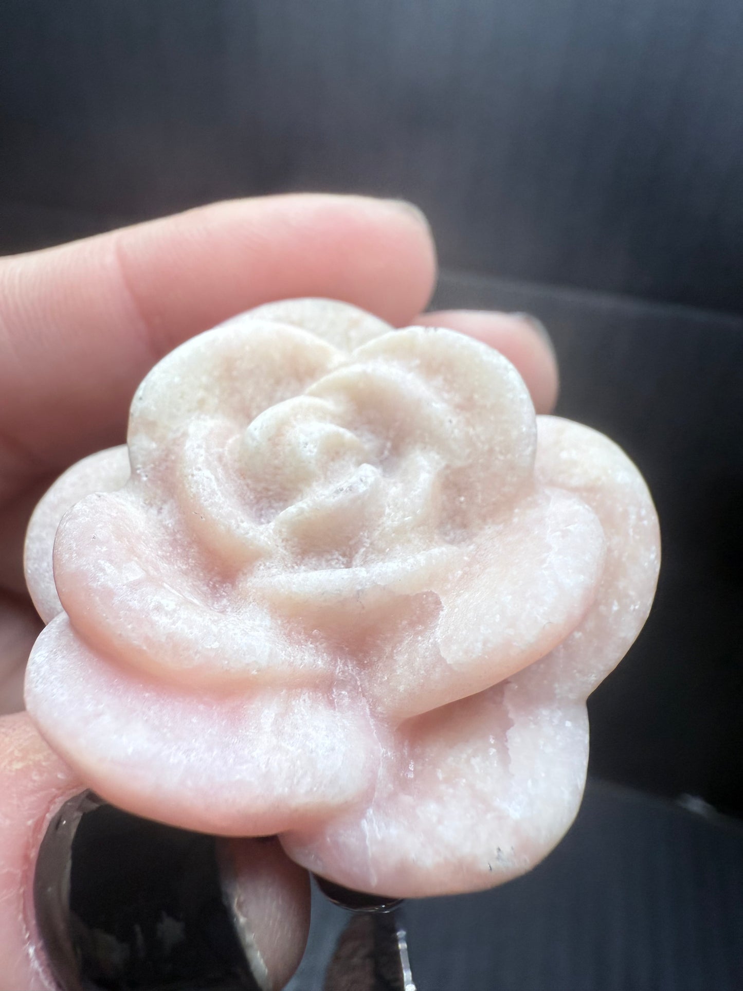 Pink Opal long stem Rose