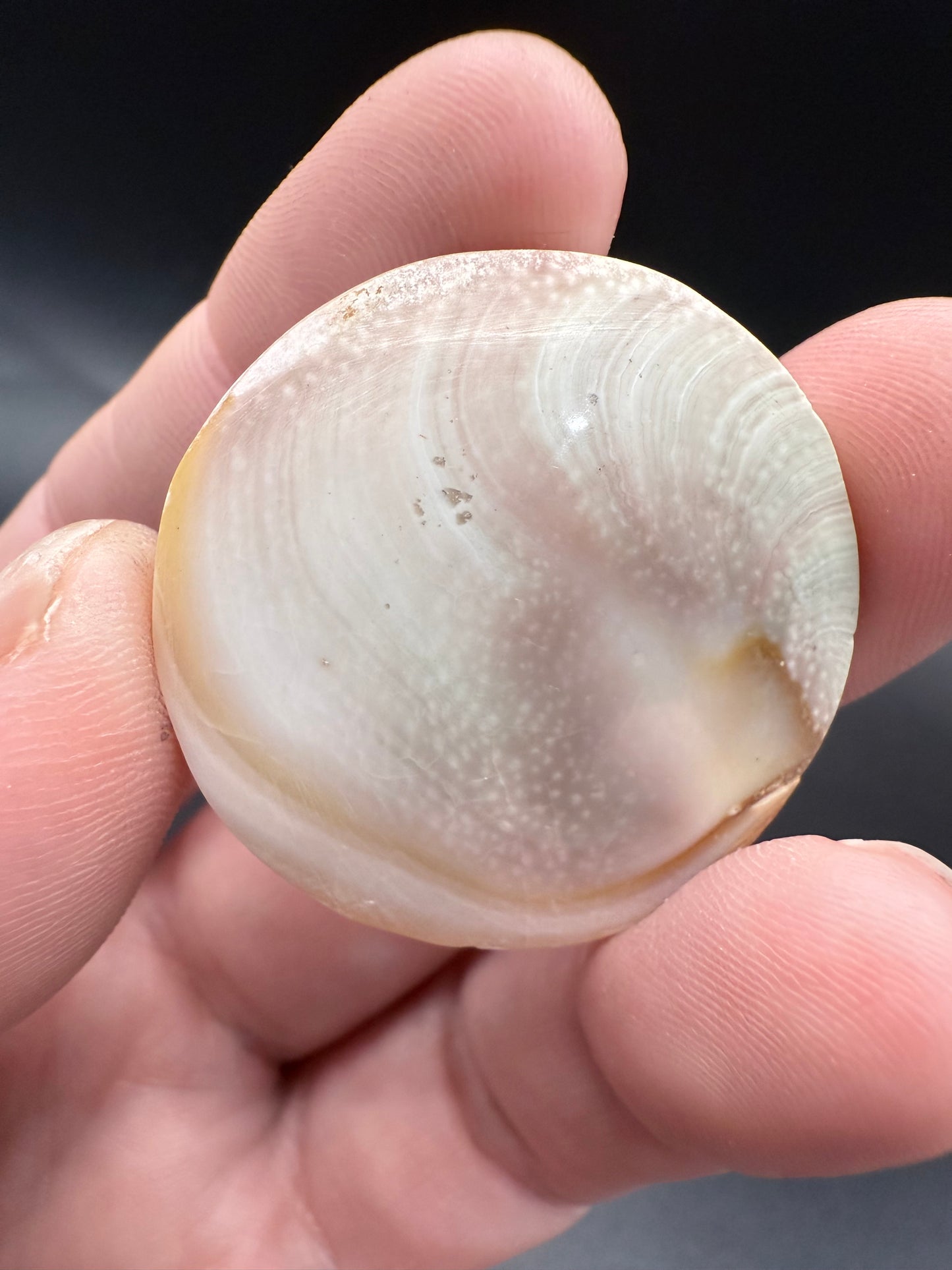 Shiva Eye Shell – Round