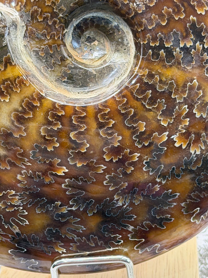 Polished Ammonite Fossil with Stand (750g)