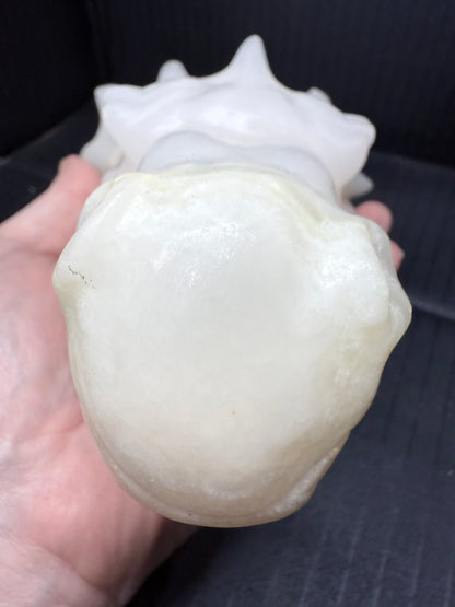 Afghan Jade Dragon Head | 835g