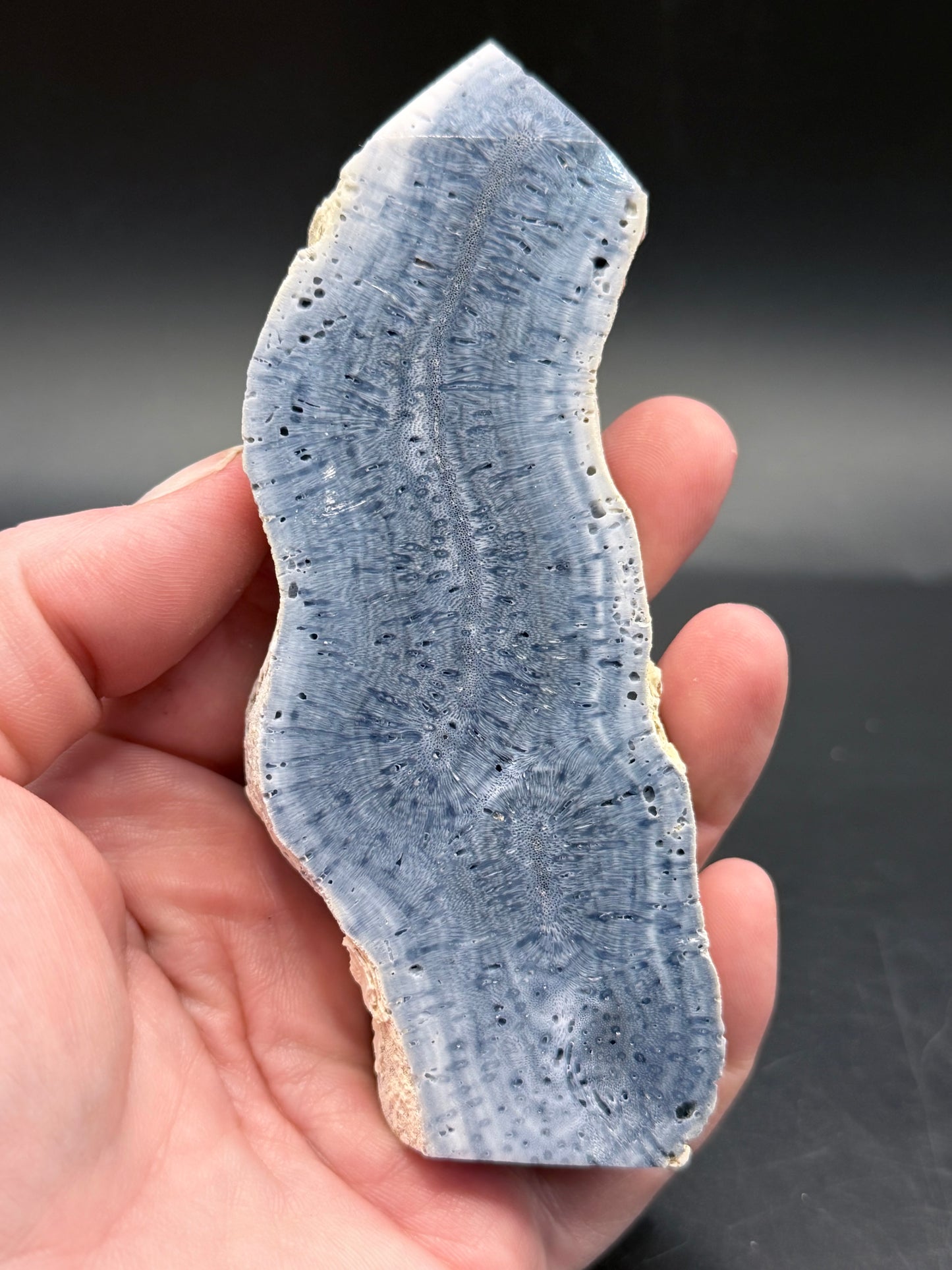 Blue Coral Specimen Tower – Large