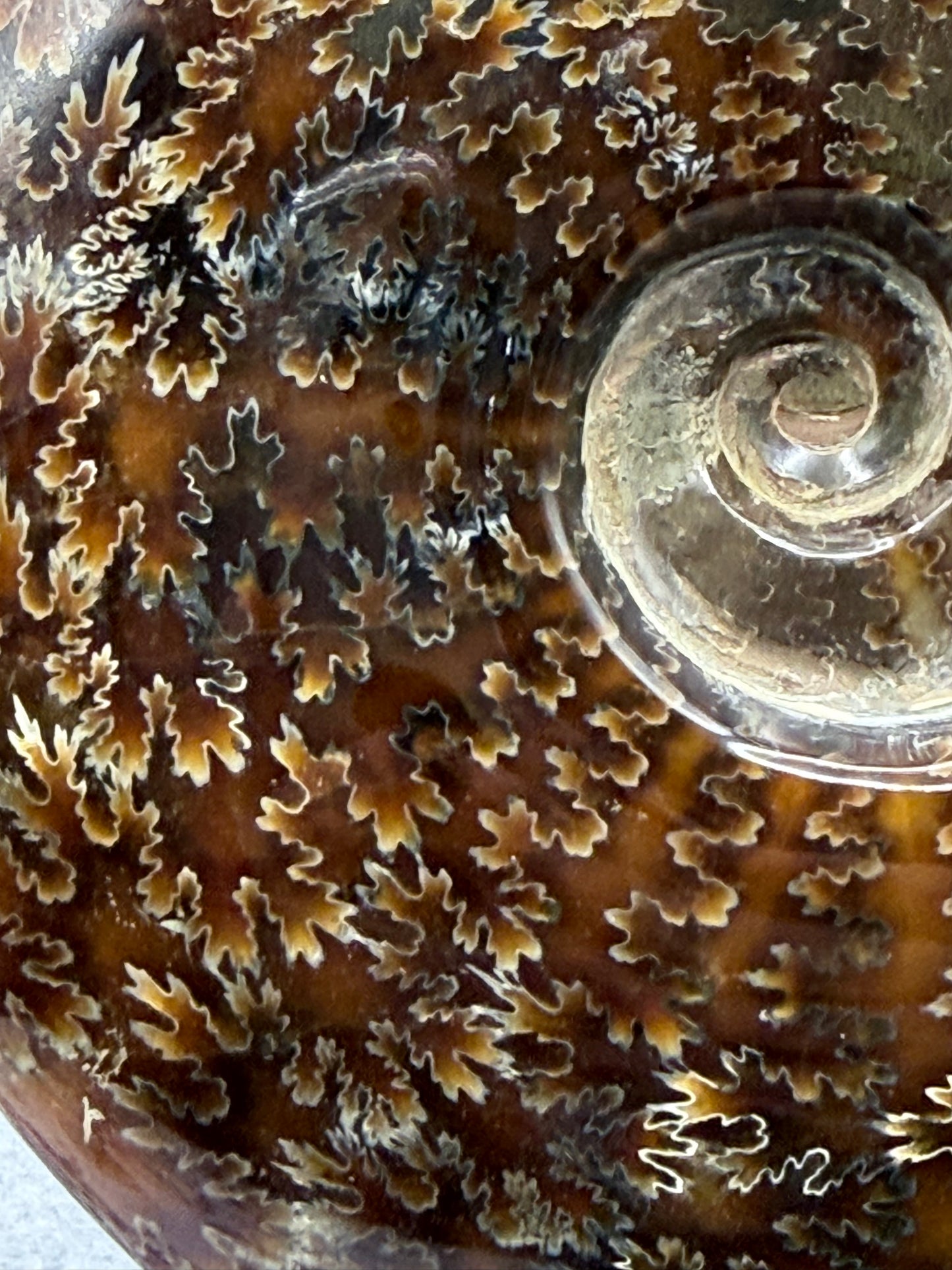 Polished Ammonite Fossil with Stand (750g)