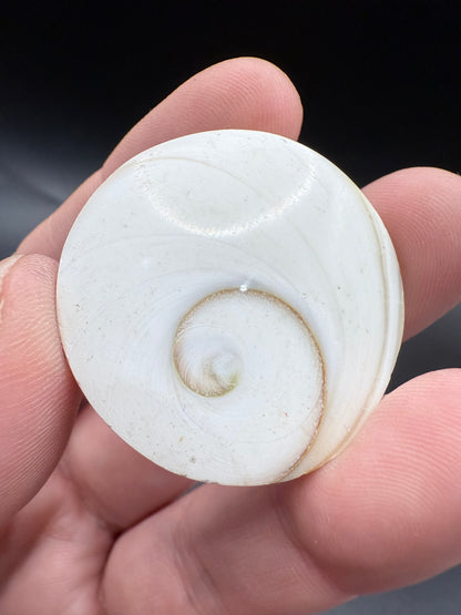Shiva Eye Shell – Round - Crystal wonderland By Lisa
