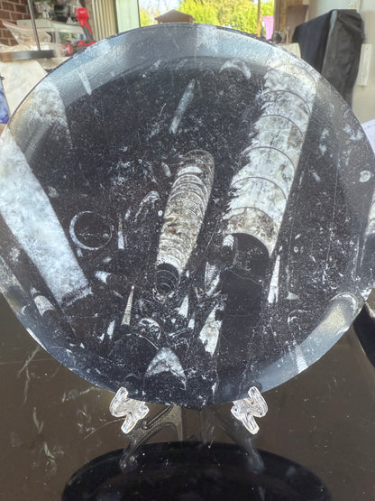 Orthoceras Fossil Plate 16cm