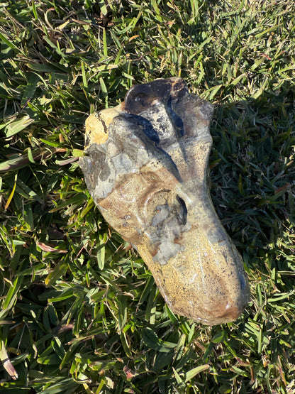Picture Jasper Dino Skull