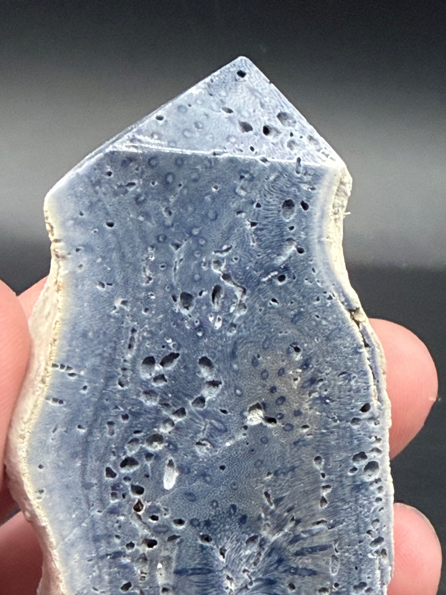 Blue Coral Specimen Tower