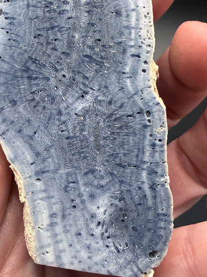 Blue Coral Specimen Tower – Large