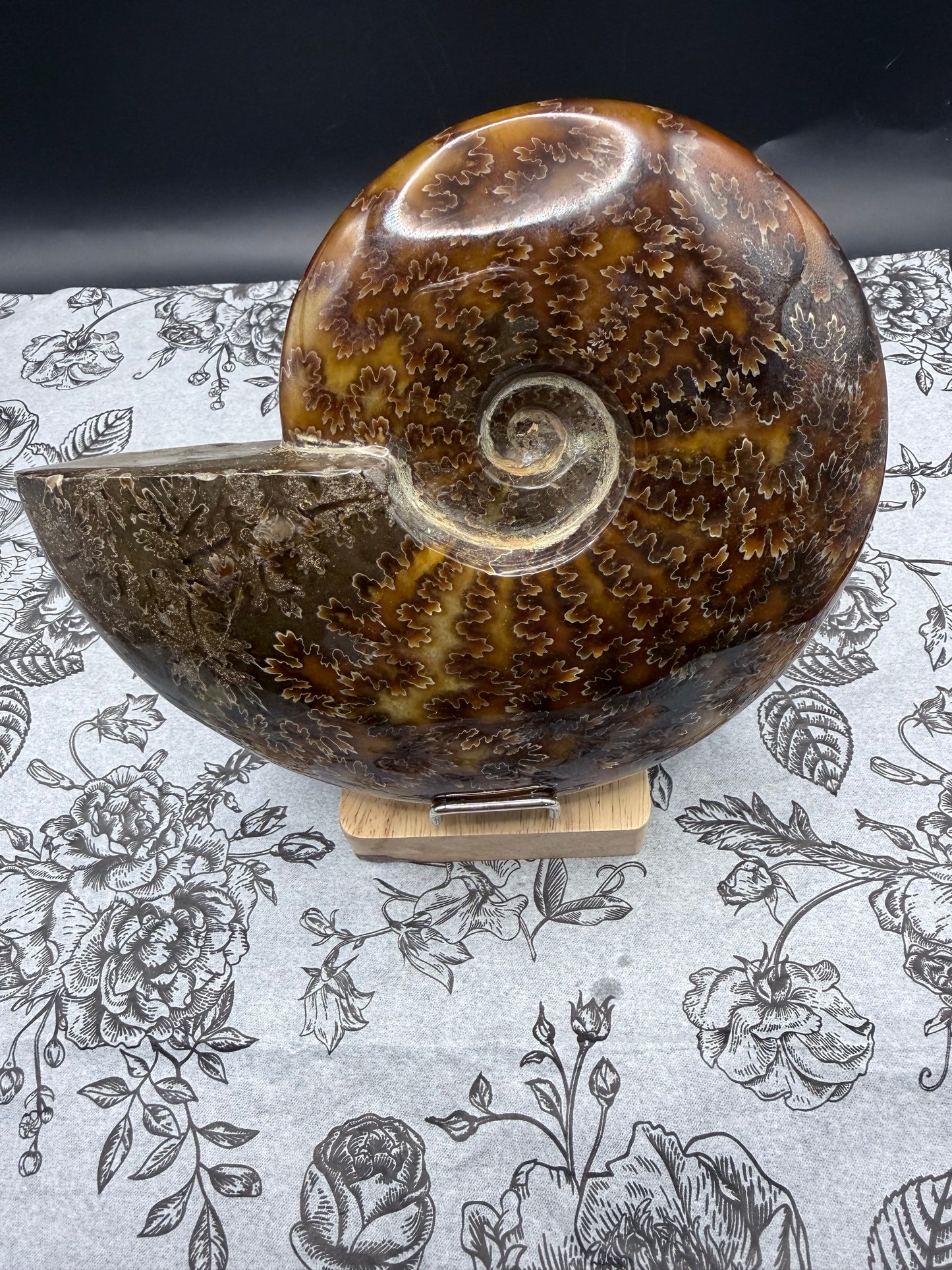Polished Ammonite Fossil with Stand (750g)