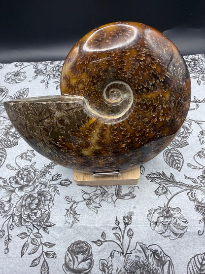 Polished Ammonite Fossil with Stand (750g)