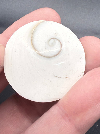 Shiva Eye Shell – Round - Crystal wonderland By Lisa