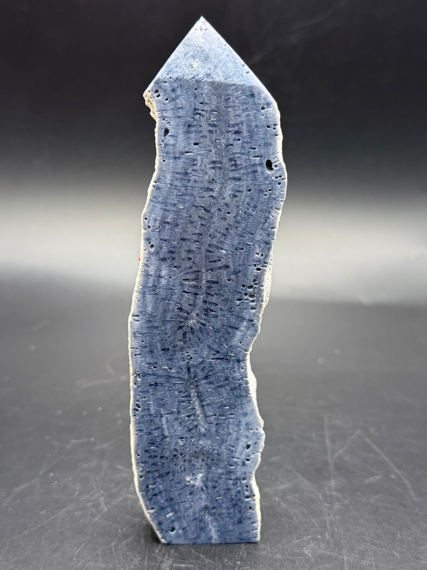 Blue Coral Specimen Tower – Extra Tall