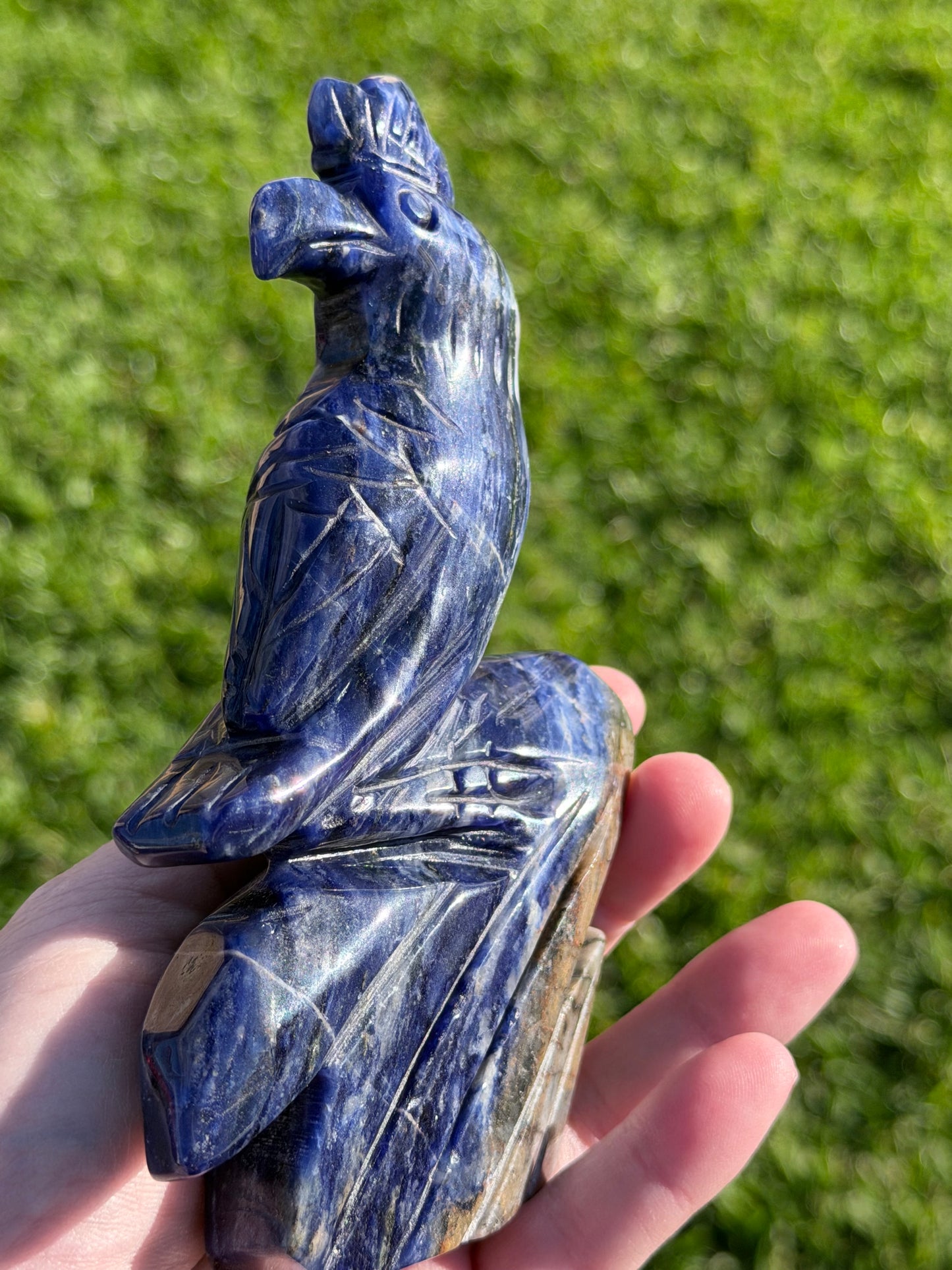 Sodalite Parrot Carving – 400g