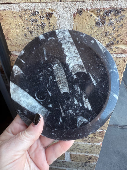 Orthoceras Fossil Plate 16cm