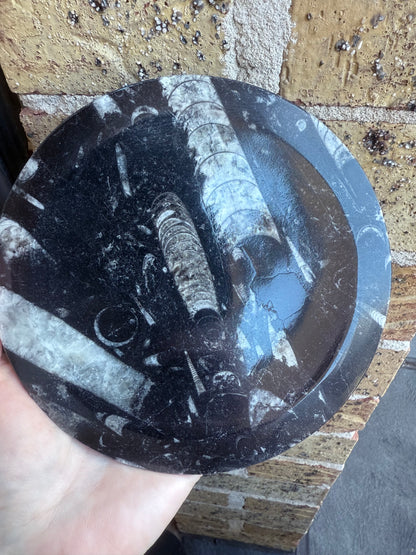 Orthoceras Fossil Plate 16cm