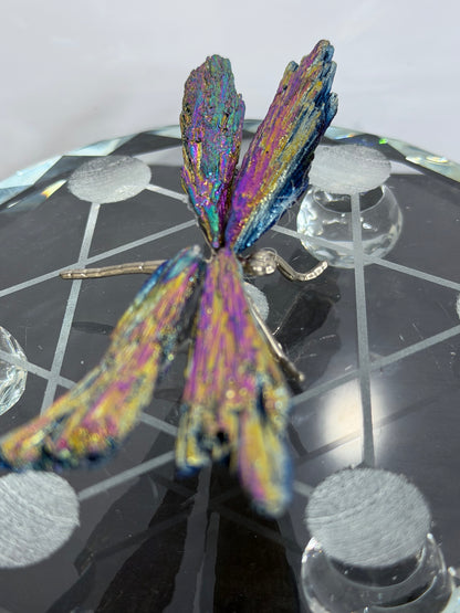 Aura Kyanite Dragonfly – 9cm
