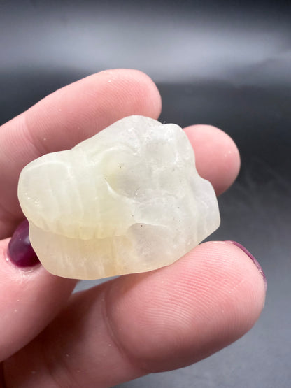 Dinosaur Skull Carvings