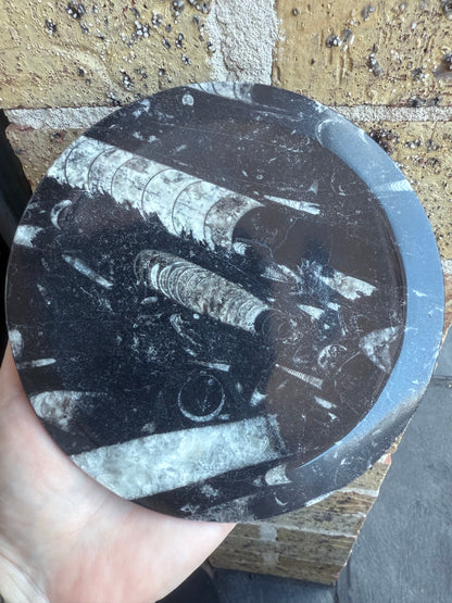 Orthoceras Fossil Plate 16cm