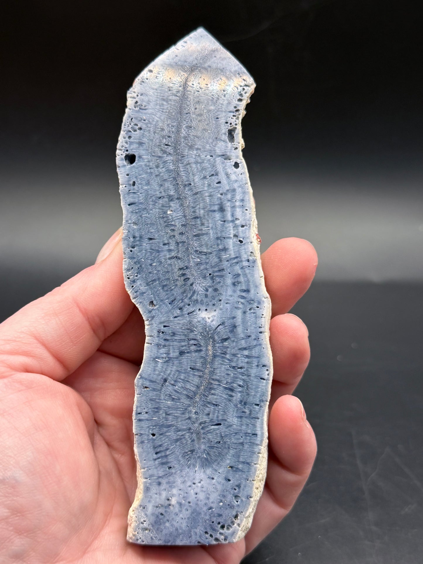 Blue Coral Specimen Tower – Extra Tall