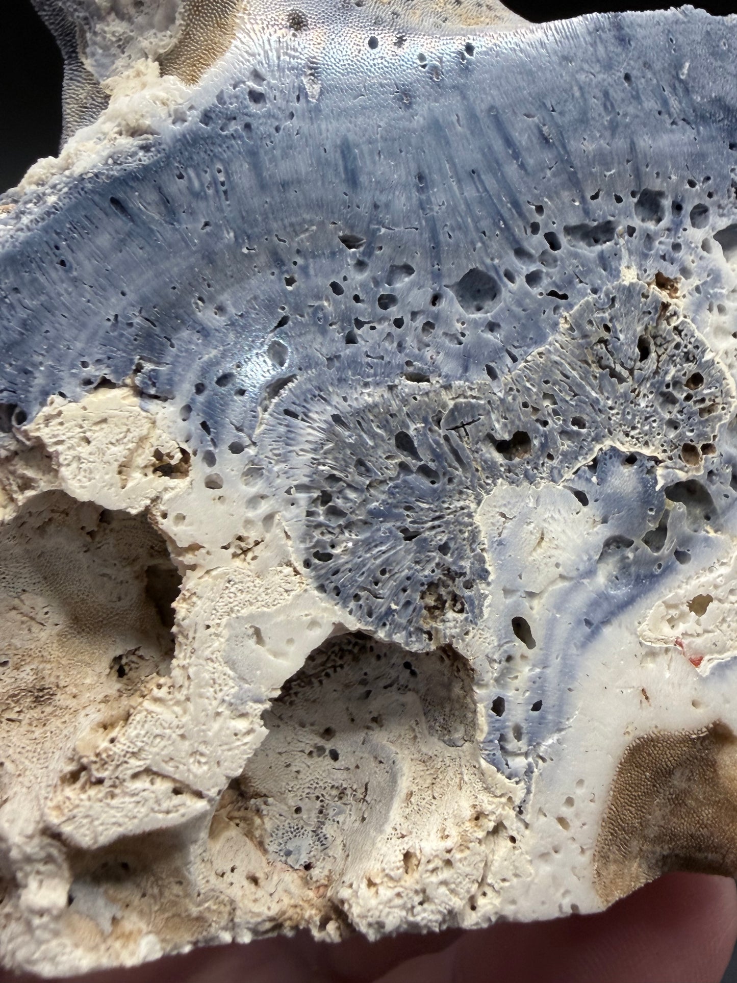 Blue Coral Specimen Tower