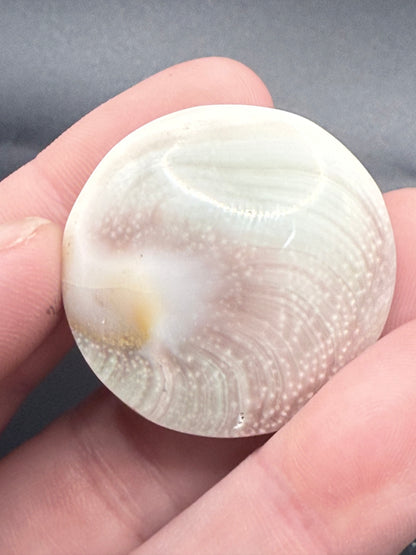 Shiva Eye Shell – Round - Crystal wonderland By Lisa