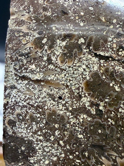 Polished Ammonite Fossil with Stand (750g)