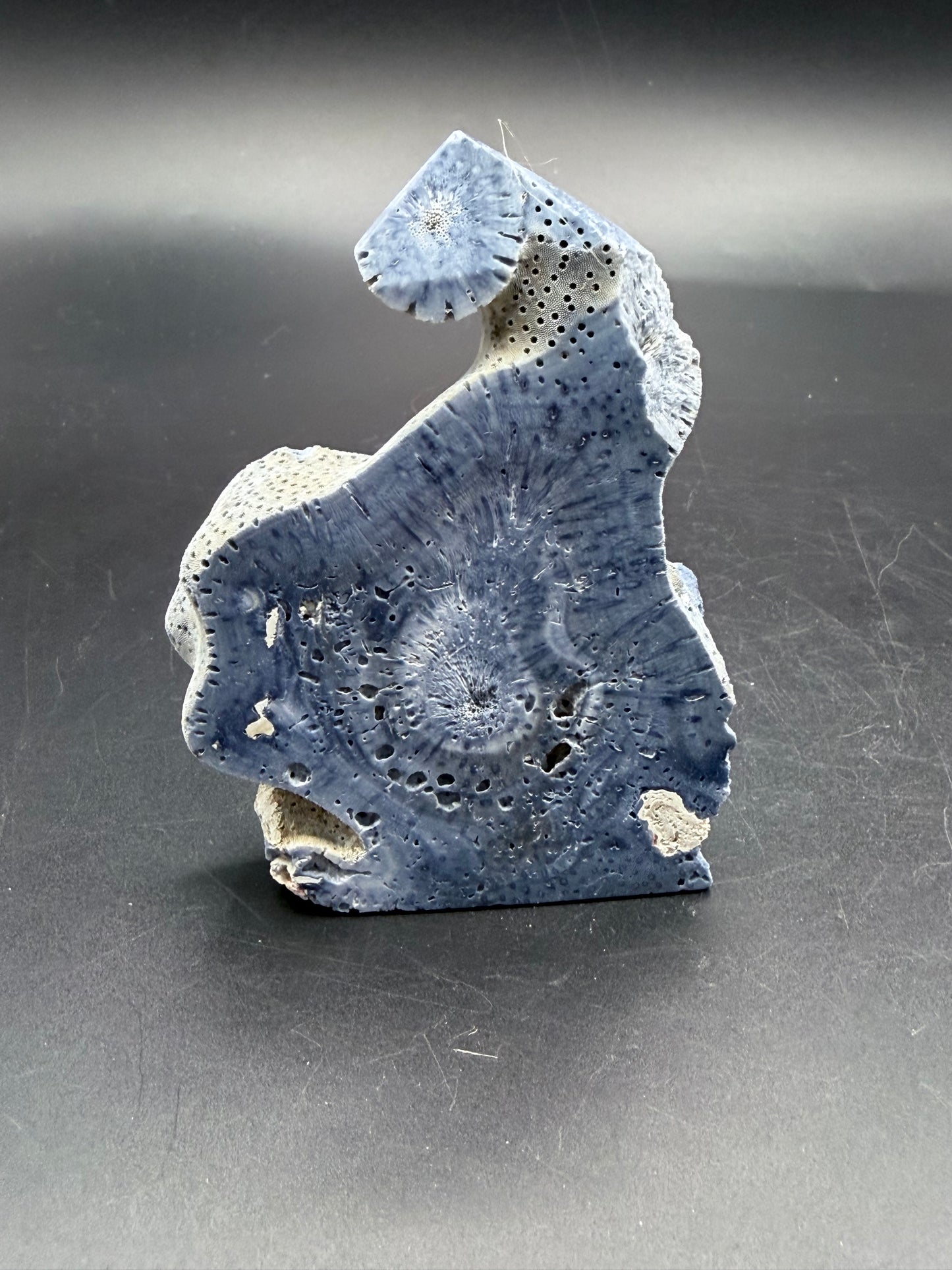 Blue Coral Specimen Tower