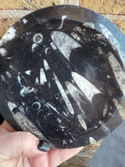 Orthoceras Fossil Plate 16cm