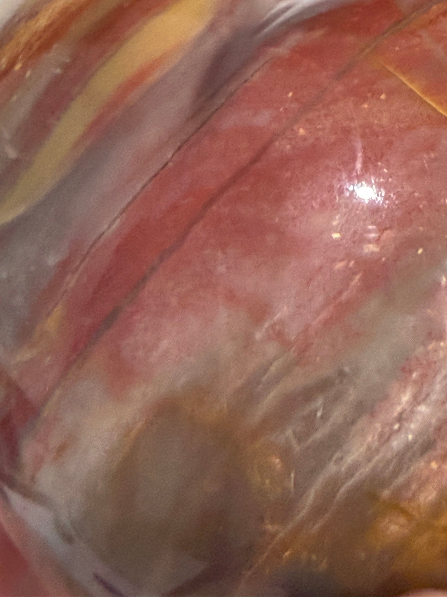 Petrified Wood Heart 🤎 B