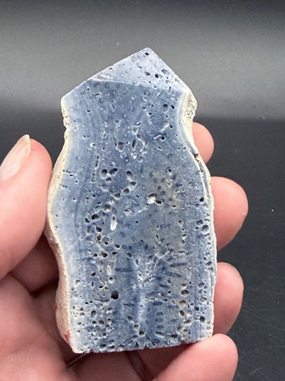 Blue Coral Specimen Tower
