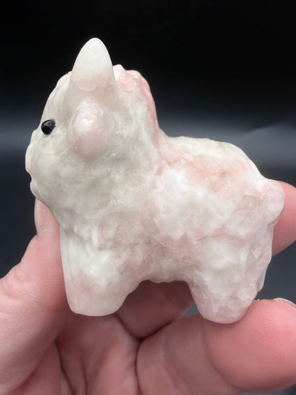 Pink Opal Highland Cow