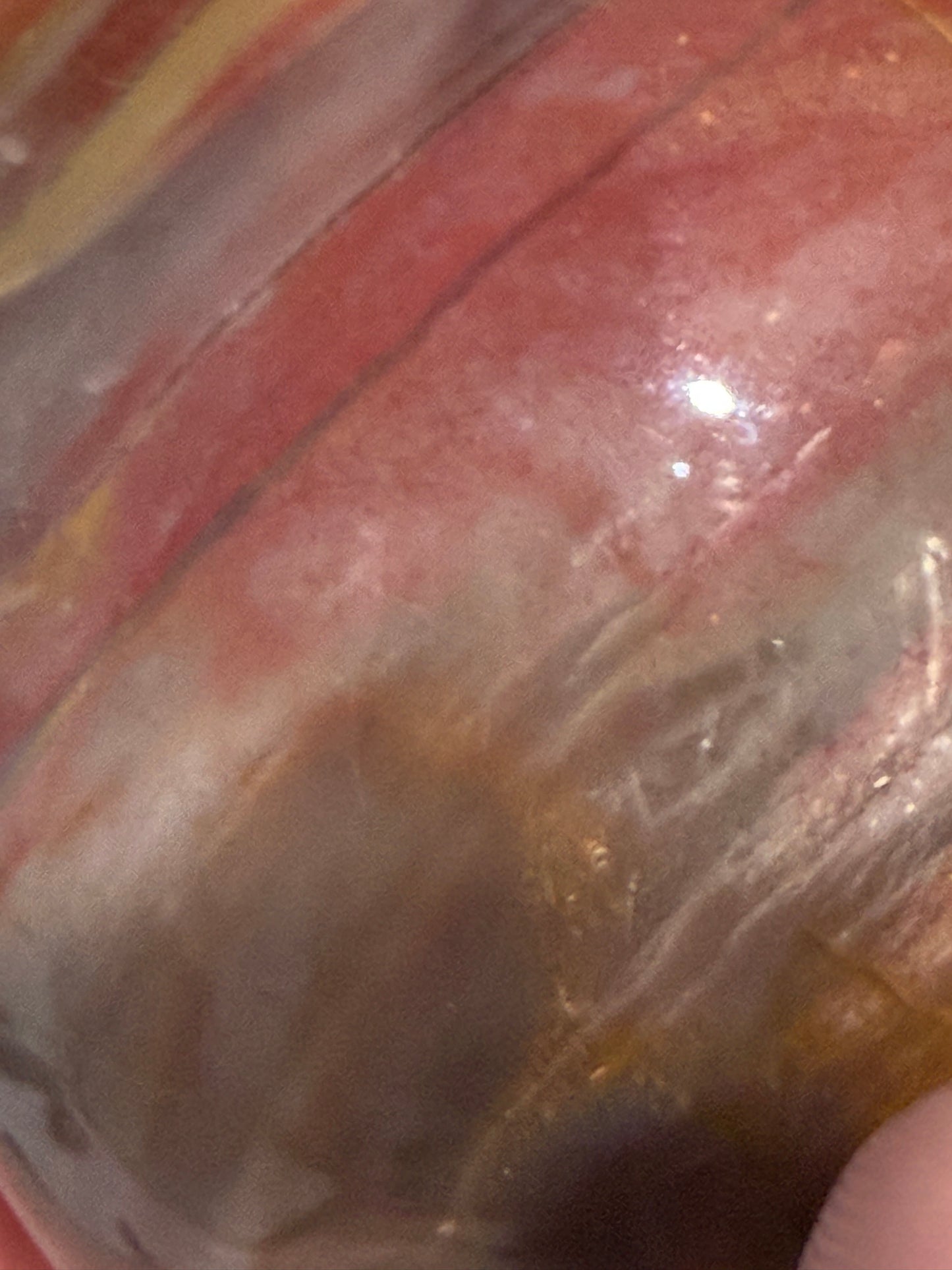 Petrified Wood Heart 🤎 B