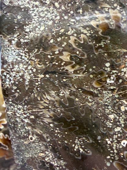 Polished Ammonite Fossil with Stand (750g)