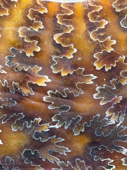 Polished Ammonite Fossil with Stand (750g)