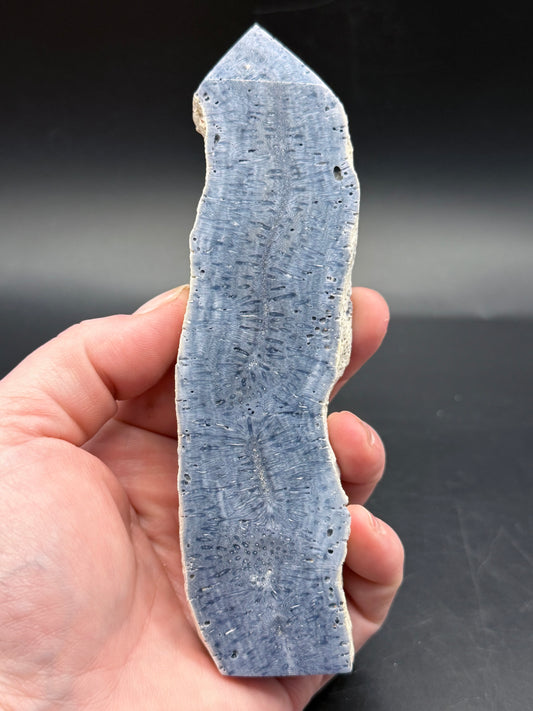 Blue Coral Specimen Tower – Extra Tall