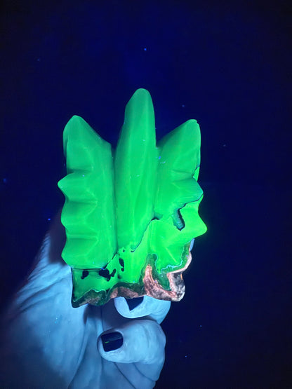 Volcano Agate Dragon Head | 636g | 12.5 × 8.5cm | Amazing Patterns (UV Bonus)