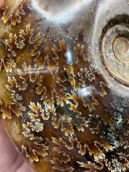 Polished Ammonite Fossil with Stand (750g)