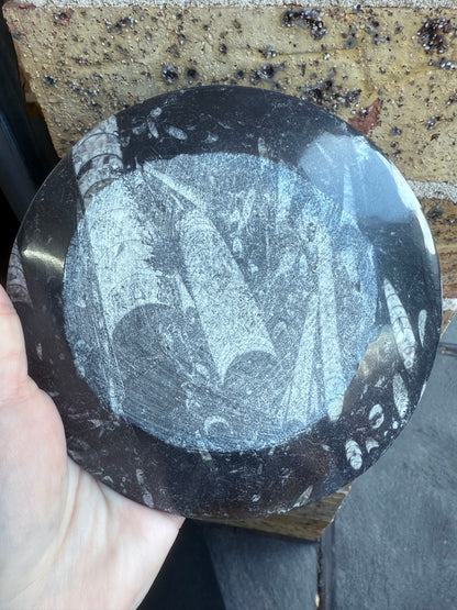 Orthoceras Fossil Plate 16cm
