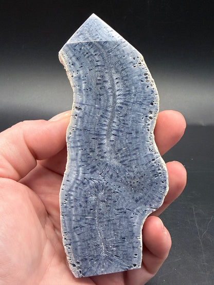 Blue Coral Specimen Tower – Large