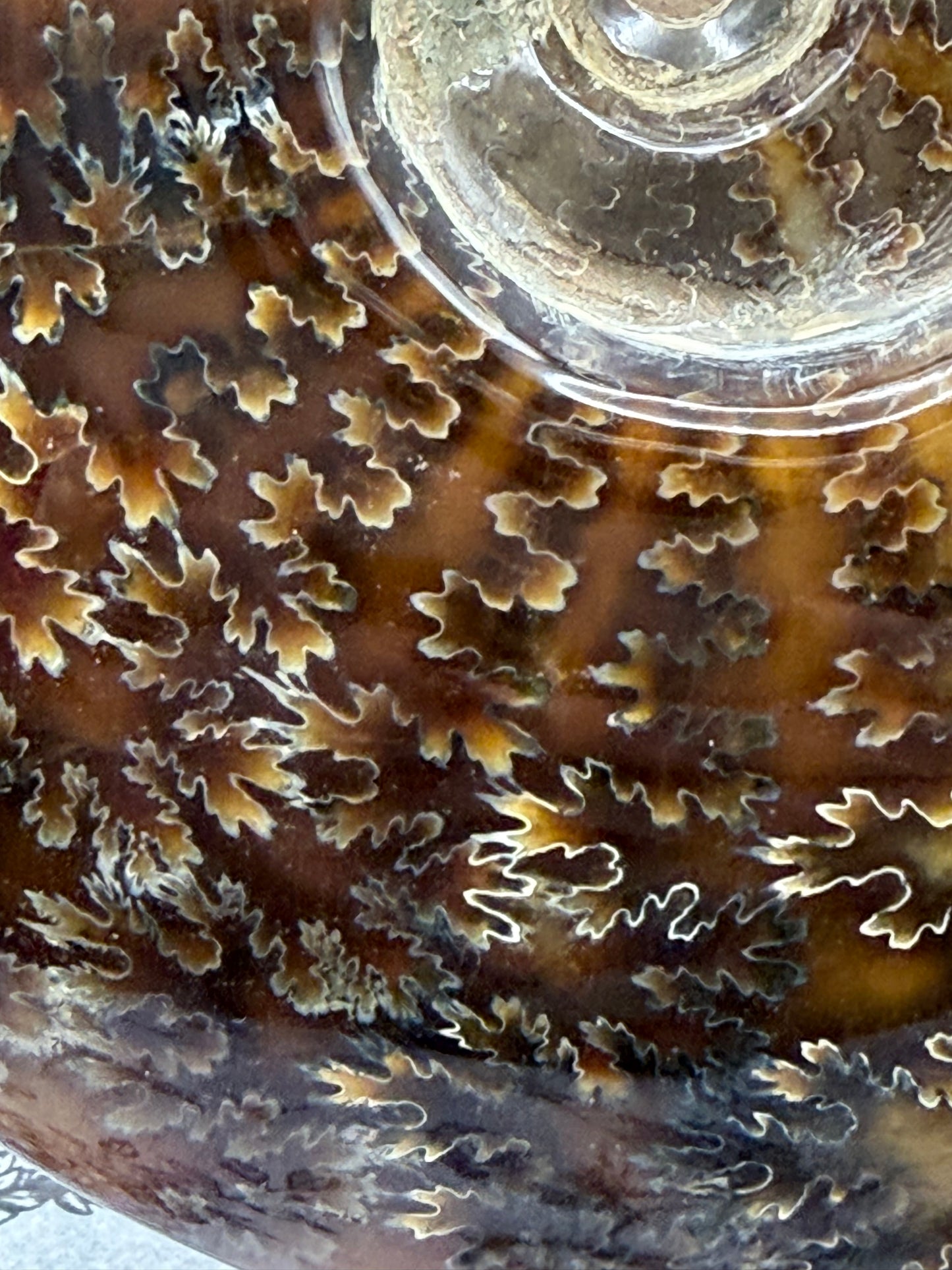 Polished Ammonite Fossil with Stand (750g)