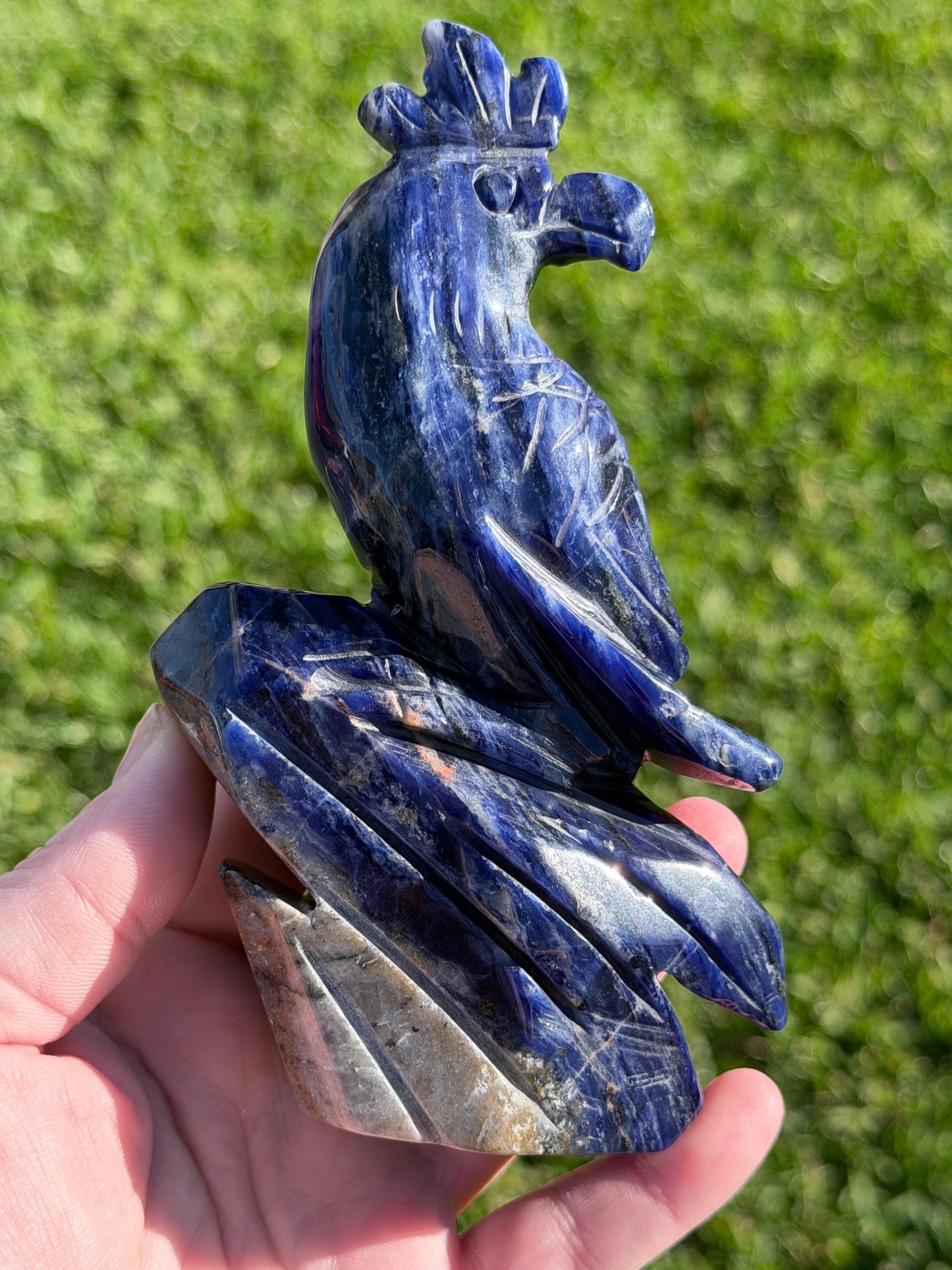 Sodalite Parrot Carving – 400g