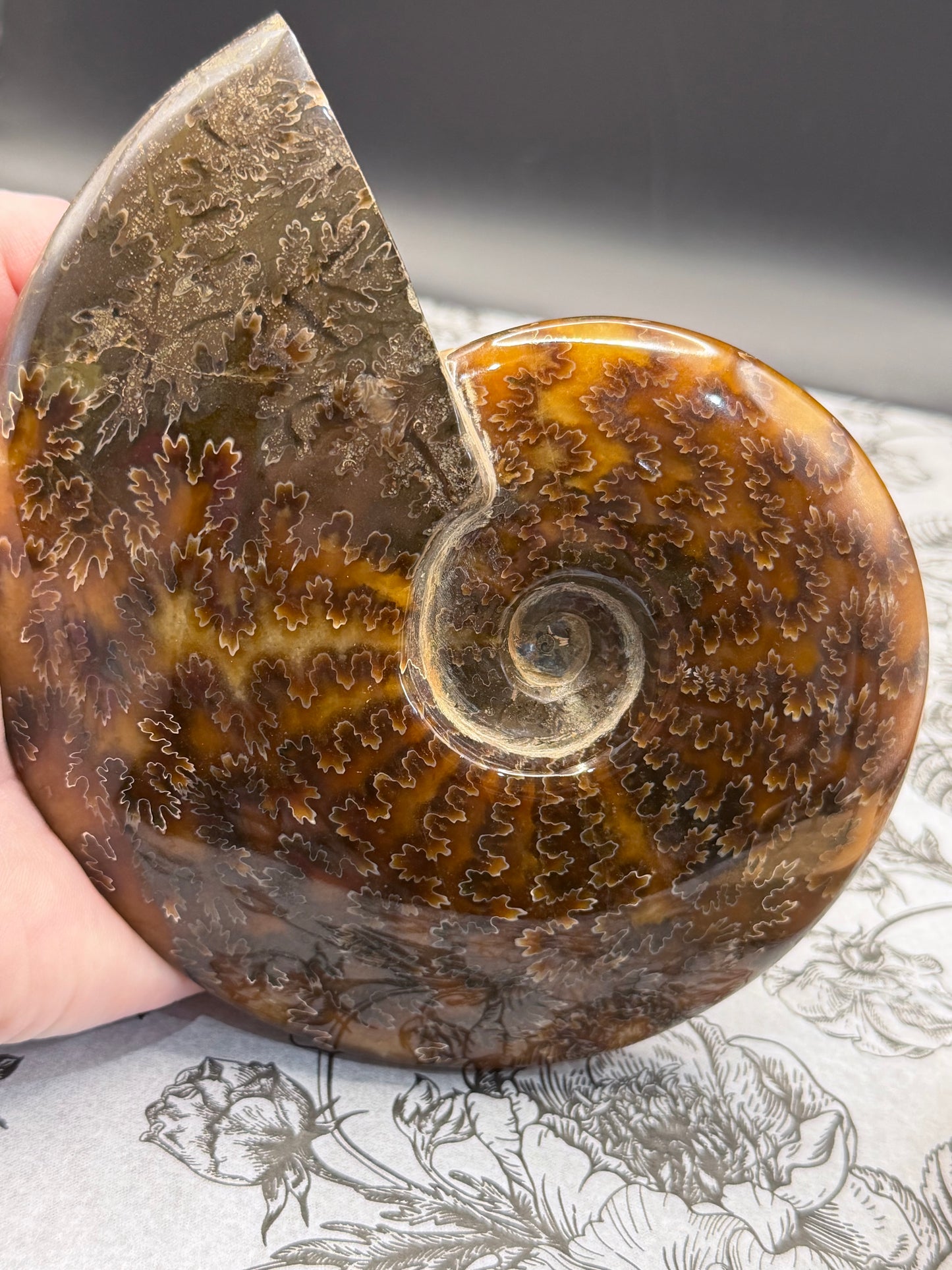 Polished Ammonite Fossil with Stand (750g)
