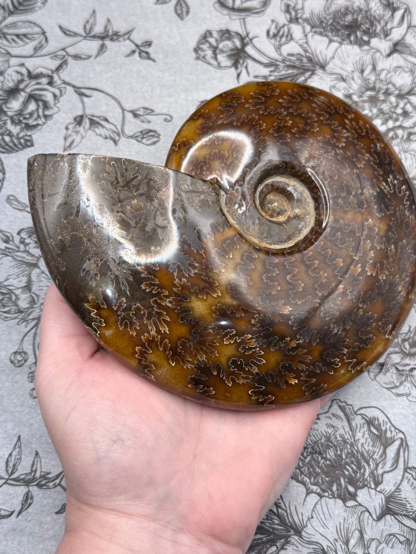 Polished Ammonite Fossil with Stand (750g)